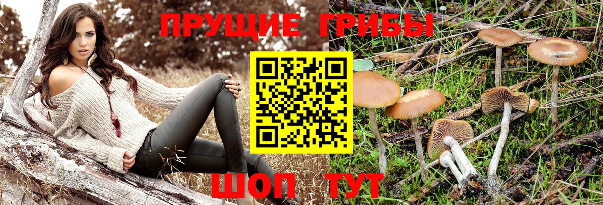 Галлюциногенные грибы Psilocybe  Вход с VPN  Видное  Галлюциногенные грибы мицелий 